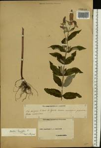 Mentha longifolia (L.) Huds., Eastern Europe, Middle Volga region (E8) (Russia)