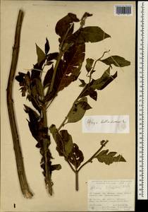 Atropa belladonna L., South Asia, South Asia (Asia outside ex-Soviet states and Mongolia) (ASIA) (Turkey)