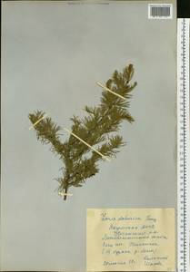 Larix gmelinii var. gmelinii, Siberia, Yakutia (S5) (Russia)