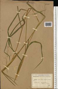 Leersia oryzoides (L.) Sw., Eastern Europe, Central forest-and-steppe region (E6) (Russia)