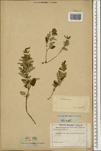 Scutellaria leptostegia Juz., Caucasus (no precise locality) (K0)