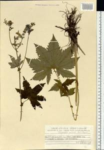 Filipendula digitata (Willd.) Bergmans, Siberia, Chukotka & Kamchatka (S7) (Russia)
