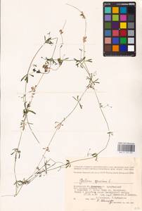 Galium spurium L., Eastern Europe, Lower Volga region (E9) (Russia)