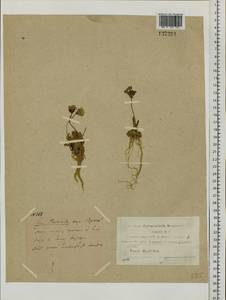 Primula borealis Duby, Siberia, Yakutia (S5) (Russia)