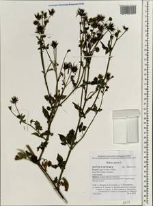 Bidens pilosa L., South Asia, South Asia (Asia outside ex-Soviet states and Mongolia) (ASIA) (Israel)