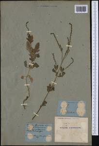 Verbena officinalis L., Western Europe (EUR) (Not classified)