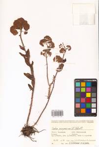 Hylotelephium telephium (L.) H.Ohba, Eastern Europe, Eastern region (E10) (Russia)