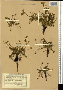 Chamaesciadium acaule (M. Bieb.) Boiss., Caucasus, Stavropol Krai, Karachay-Cherkessia & Kabardino-Balkaria (K1b) (Russia)