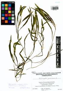 Potamogeton × sparganiifolius Laest. ex Fr., Siberia, Baikal & Transbaikal region (S4) (Russia)