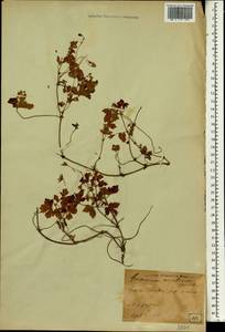 Geranium nepalense Sweet, South Asia, South Asia (Asia outside ex-Soviet states and Mongolia) (ASIA) (Japan)