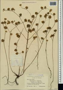 Helianthemum ledifolium subsp. lasiocarpum (Jacques & Hérincq) Nyman, Crimea (KRYM) (Russia)