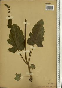 Salvia pratensis L., Eastern Europe, Moscow region (E4a) (Russia)