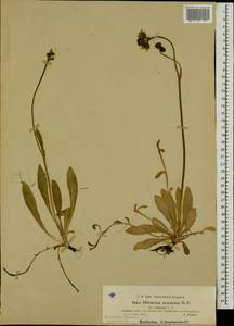 Pilosella prussica (Nägeli & Peter) Soják, Eastern Europe, North-Western region (E2) (Russia)