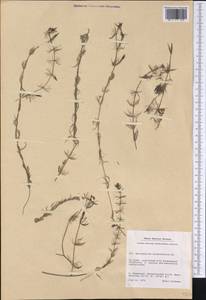 Myriophyllum alterniflorum DC., America (AMER) (Greenland)