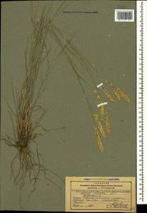 Melica transsilvanica Schur, Caucasus, Dagestan (K2) (Russia)