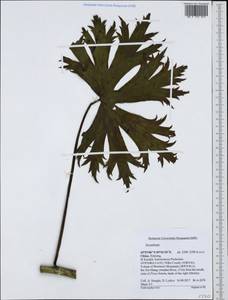 Aconitum, South Asia, South Asia (Asia outside ex-Soviet states and Mongolia) (ASIA) (China)