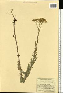 Jacobaea erucifolia subsp. grandidentata (Ledeb.) V. V. Fateryga & Fateryga, Eastern Europe, Middle Volga region (E8) (Russia)