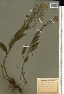 Aster amellus subsp. bessarabicus (Bernh. ex Rchb.) Soó, Eastern Europe, South Ukrainian region (E12) (Ukraine)