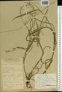 Glyceria notata Chevall., Eastern Europe, Central forest region (E5) (Russia)