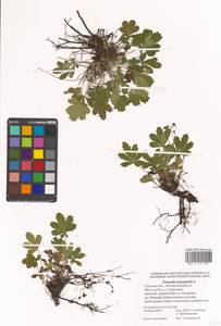 Potentilla heptaphylla L., Eastern Europe, Central region (E4) (Russia)