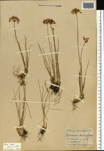 Allium rubens Spreng., Eastern Europe, Eastern region (E10) (Russia)