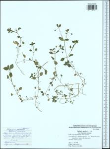 Stellaria media (L.) Vill., Eastern Europe, Central region (E4) (Russia)