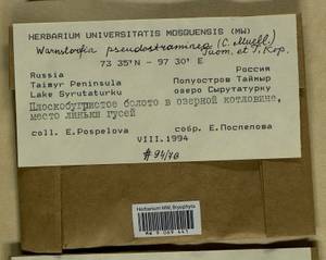 Warnstorfia pseudostraminea (Müll. Hal.) Tuom. & T.J. Kop., Bryophytes, Bryophytes - Krasnoyarsk Krai, Tyva & Khakassia (B17) (Russia)