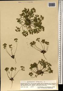 Androsace maxima L., Mongolia (MONG) (Mongolia)