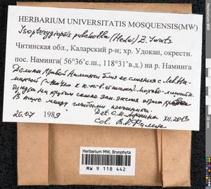 Isopterygiella pulchella (Hedw.) Ignatov & Ignatova, Bryophytes, Bryophytes - Baikal & Transbaikal regions (B18) (Russia)