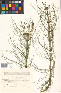 Equisetum fluviatile L., Eastern Europe, Moscow region (E4a) (Russia)