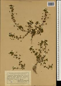 Mecardonia procumbens (Mill.) Small, South Asia, South Asia (Asia outside ex-Soviet states and Mongolia) (ASIA) (India)