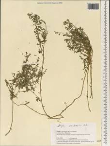 Atriplex semibaccata R. Br., South Asia, South Asia (Asia outside ex-Soviet states and Mongolia) (ASIA) (Cyprus)