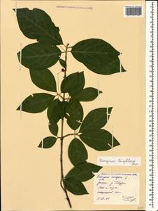 Euonymus leiophloeus Stev., Caucasus, Stavropol Krai, Karachay-Cherkessia & Kabardino-Balkaria (K1b) (Russia)