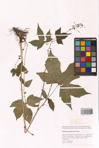 Filipendula glaberrima (Nakai) Nakai, Siberia, Russian Far East (S6) (Russia)