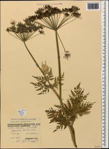 Selinum alatum (M. Bieb.) Hand, Caucasus, North Ossetia, Ingushetia & Chechnya (K1c) (Russia)