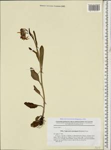Tephroseris integrifolia subsp. caucasigena (Schischk.) Greuter, Caucasus, Georgia (K4) (Georgia)