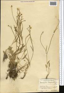 Ranunculus longicaulis C. A. Mey., Middle Asia, Pamir & Pamiro-Alai (M2) (Kyrgyzstan)