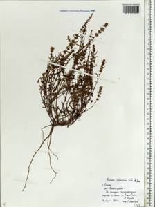 Rumex ucranicus Fisch., Eastern Europe, Central region (E4) (Russia)