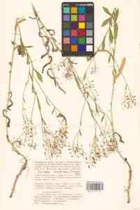 Rorippa austriaca (Crantz) Besser, Eastern Europe, Lower Volga region (E9) (Russia)