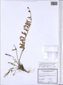 Astragalus halicacabus Lam., South Asia, South Asia (Asia outside ex-Soviet states and Mongolia) (ASIA) (Turkey)