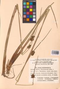 Juncus conglomeratus L., Eastern Europe, Western region (E3) (Russia)