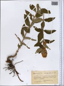 Lysimachia nummularia L., Middle Asia, Northern & Central Kazakhstan (M10) (Kazakhstan)