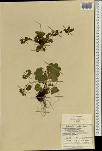 Alchemilla szaferi Pawl., Eastern Europe, West Ukrainian region (E13) (Ukraine)