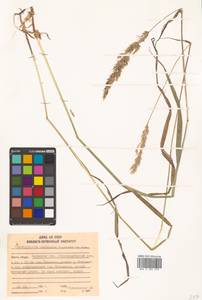 Calamagrostis arundinacea (L.) Roth, Siberia, Russian Far East (S6) (Russia)