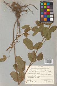 Lespedeza tomentosa (Thunb.) Siebold ex Maxim., Siberia, Russian Far East (S6) (Russia)