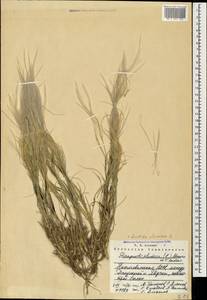 Stipagrostis plumosa (L.) Munro ex T.Anderson, Caucasus, Azerbaijan (K6) (Azerbaijan)