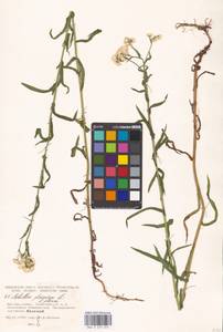 Achillea ptarmica L., Eastern Europe, Moscow region (E4a) (Russia)