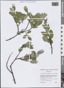 Salix hastata L., Siberia, Yakutia (S5) (Russia)