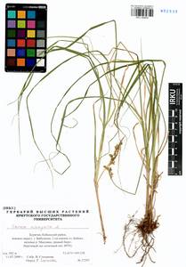 Carex elongata L., Siberia, Baikal & Transbaikal region (S4) (Russia)