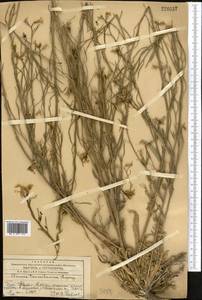 Pseudoclausia turkestanica (Lipsky) A.N. Vassiljeva, Middle Asia, Western Tian Shan & Karatau (M3) (Kazakhstan)